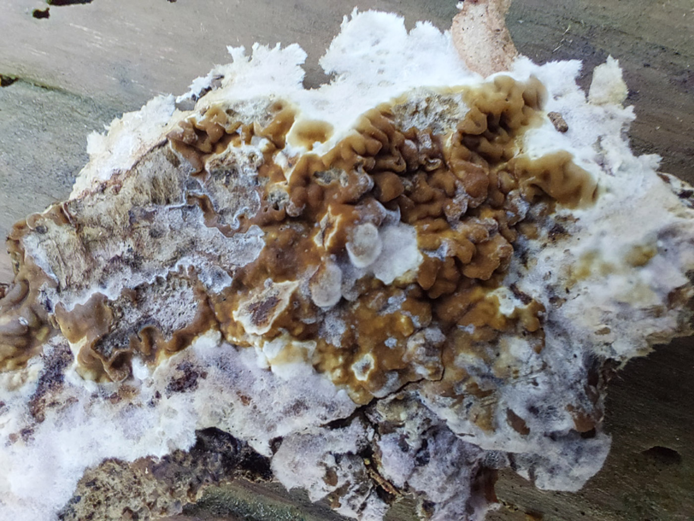 Photo © Jesper Launder Serpula himantioides by Jesper Launder